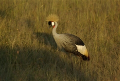 Crowned Crane