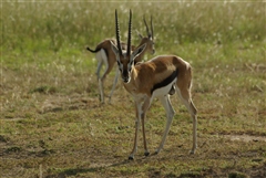 Thompson's Gazelle