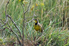 Yellow-throated Longclaw