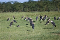 Marabou Stork