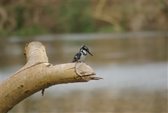 Pied Kingfisher