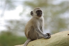 Vervet Monkey