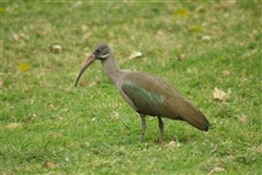 Hadada Ibis