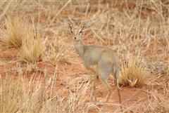 Kirk's Dik Dik