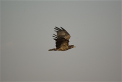 Tawny Eagle