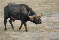 African Buffalo