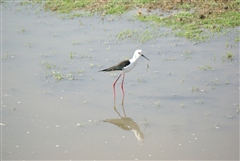 Black-winged Stilt