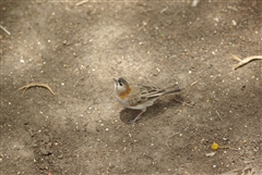 Speckle-fronted Weaver