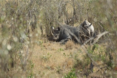 Black Rhinoceros