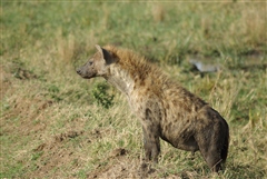 Spotted Hyena