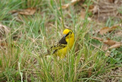 Baglafecht Weaver