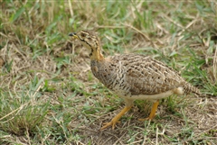 Shelley's Francolin