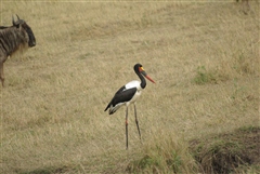 Saddle-billed Stork