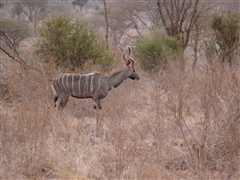 Lesser Kudu