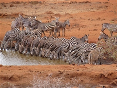 Common Zebra