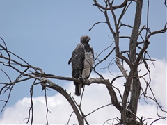 Martial Eagle