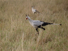 Secretary Bird