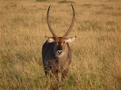 Waterbuck