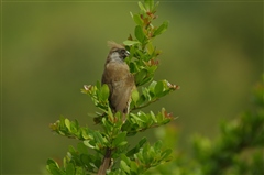 Speckled Mousebird