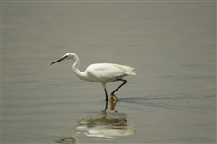 Little Egret