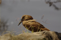 Hamerkop