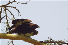 Long-crested Eagle
