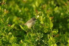 Tawny-flanked Prinia