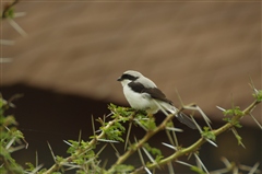 Grey-backed Fiscal