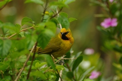Spectacled Weaver