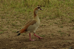 Egyptian Goose
