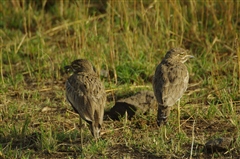 Water Thick-knee