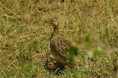 Coqui Francolin