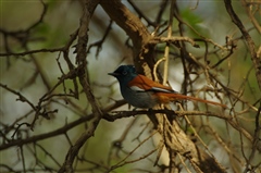 African Paradise Flycatcher