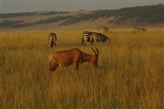 Topi & Common Zebra