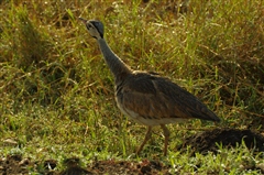White-bellied Bustard