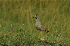 African Wattled Lapwing