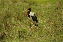 Saddle-billed Stork