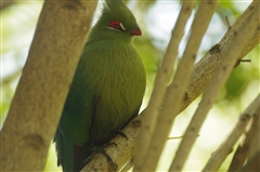 Schalow's Turaco