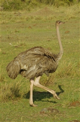 Common Ostrich