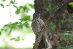 Arrow-marked Babbler
