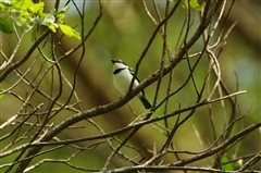 Brown-throated Wattle-eye