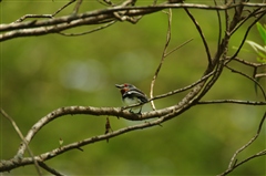 Brown-throated Wattle-eye