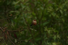 Common Waxbill