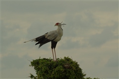 Secretary Bird