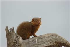 Dwarf Mongoose