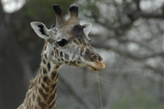 Masai Giraffe