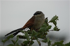 White-browed Coucal