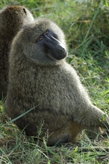 Baboon