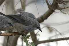 Black-lored Babbler