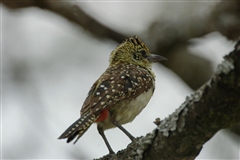 d'Arnaud's Barbet